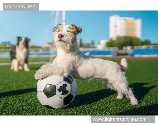 足球明星们的爱犬名字大揭秘你知道他们的狗狗叫什么吗